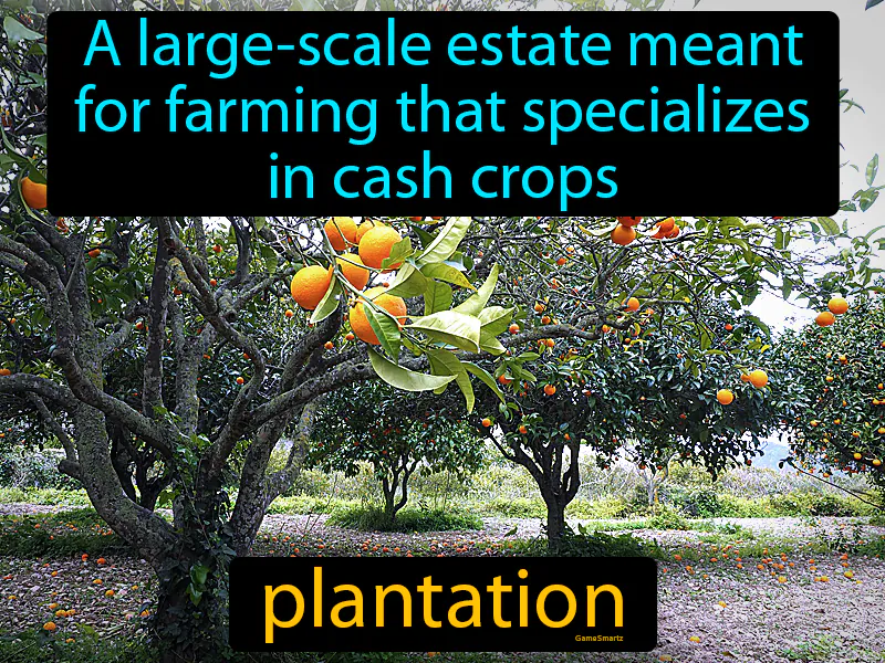 Plantation Definition - Easy to Understand