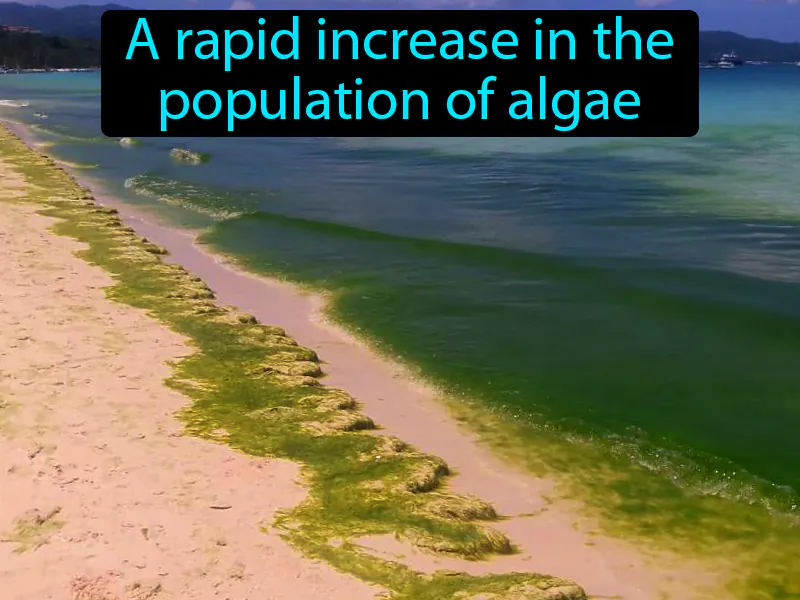 Algal Bloom Definition - Easy to Understand | GradesUp.gg