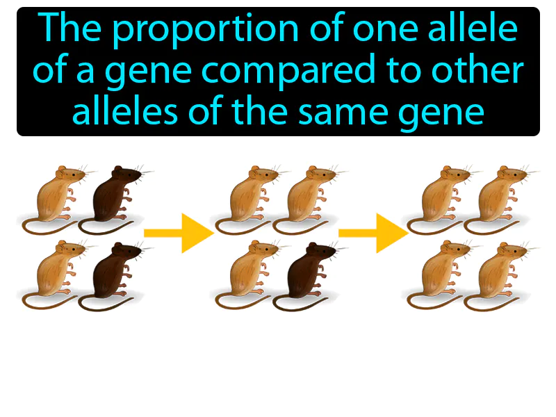 Allele Frequency Definition - Easy to Understand