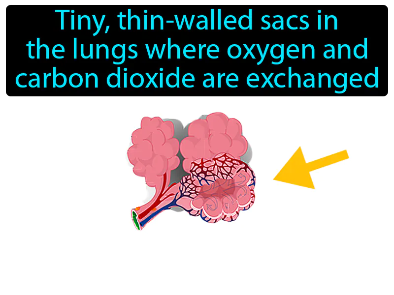 Alveolus Definition - Easy to Understand | GradesUp.gg