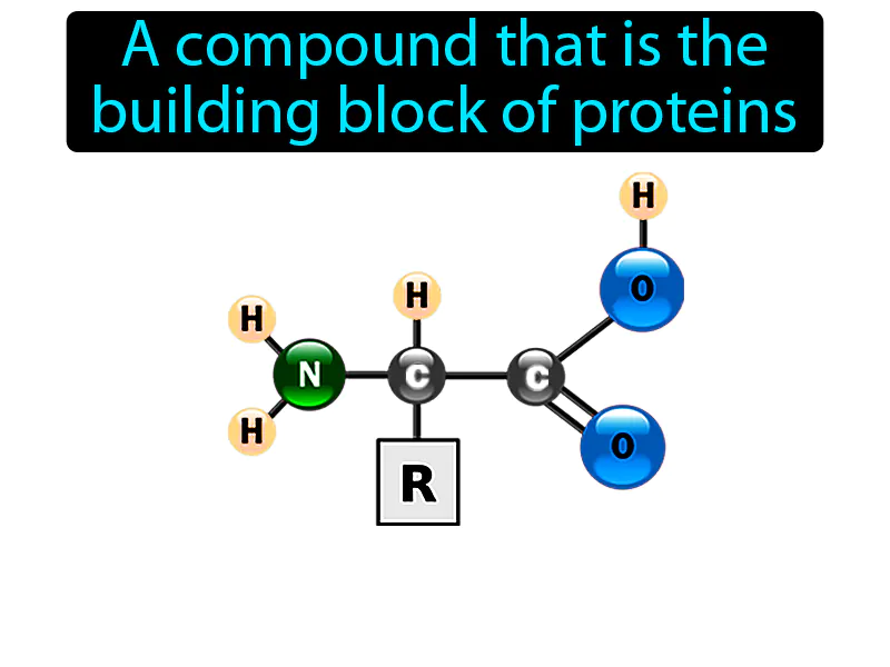 Amino Acid Definition - Easy to Understand | GradesUp.gg