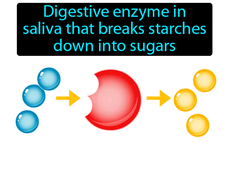 Amylase Definition