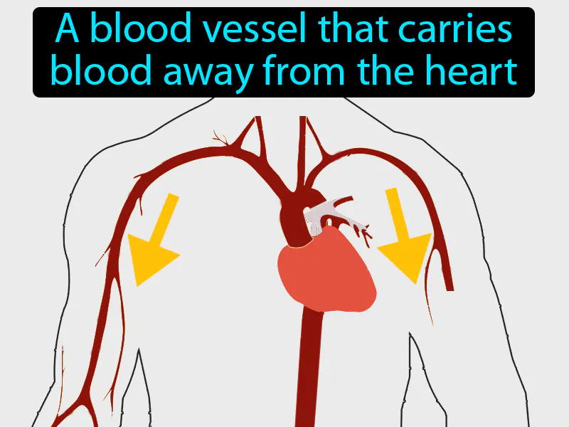 Artery Definition - Easy to Understand | GradesUp.gg