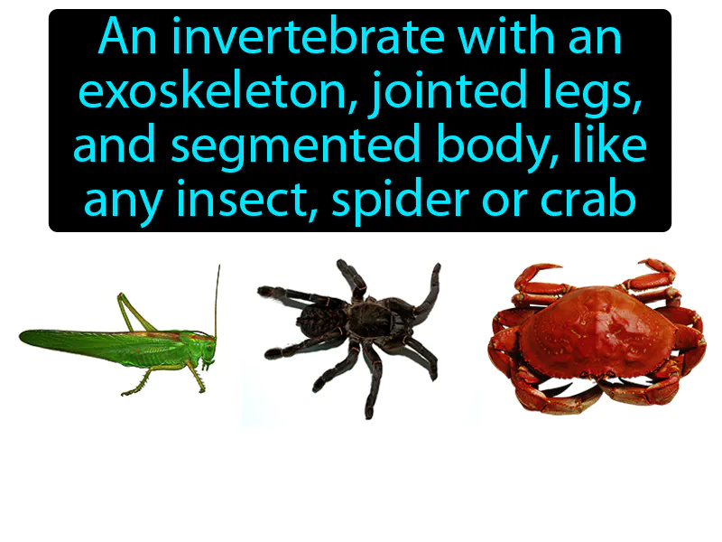 Arthropod Definition