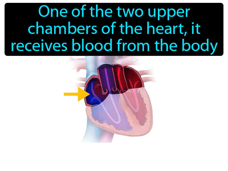 Atrium Definition