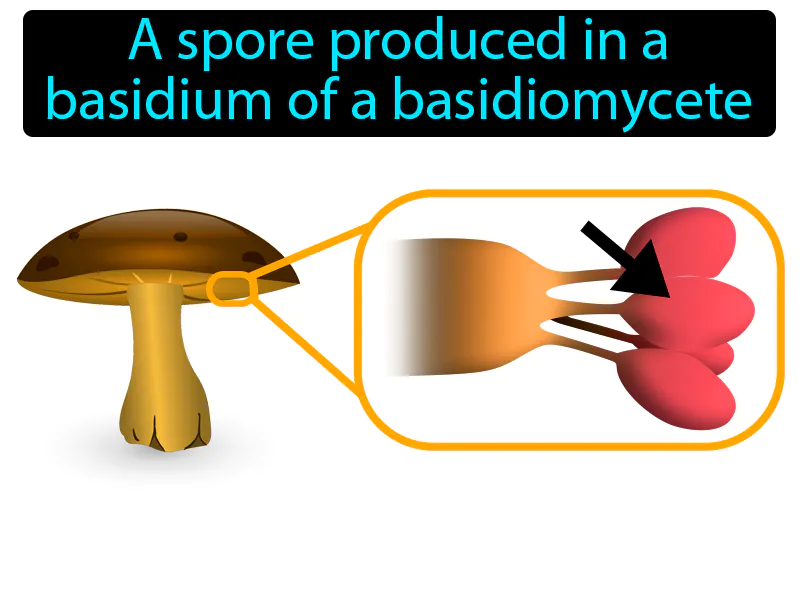 Basidiospore Definition - Easy to Understand | GradesUp.gg