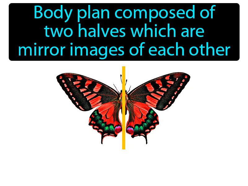 Bilateral Symmetry Definition