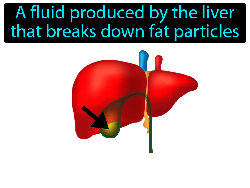 Bile Definition - Easy to Understand | GradesUp.gg