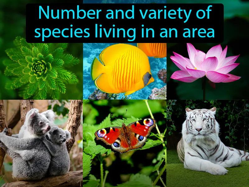 Biodiversity Definition - Easy to Understand | GradesUp.gg