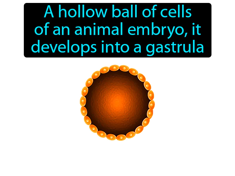 Blastula Definition - Easy to Understand