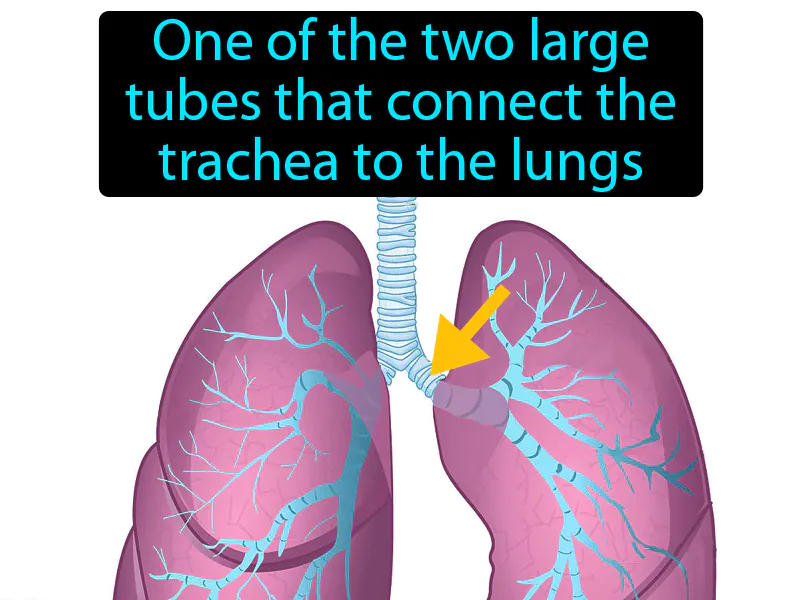 Bronchus Definition