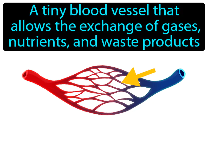 Capillary Definition - Easy to Understand