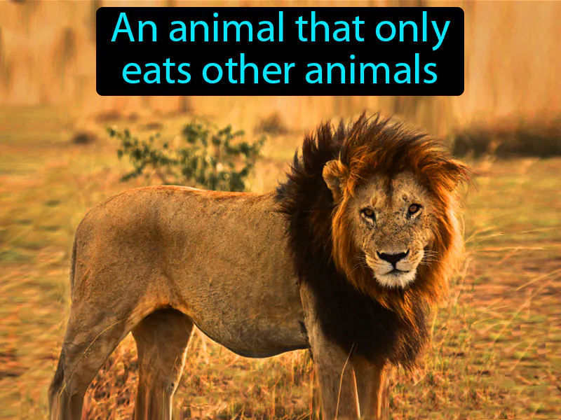 Carnivore Definition