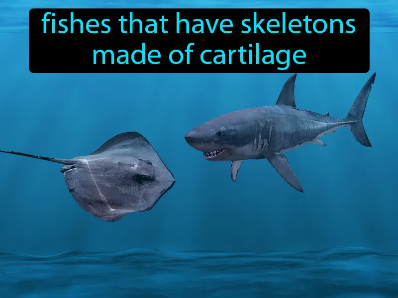 Cartilaginous Fishes Definition - Easy to Understand | GradesUp.gg