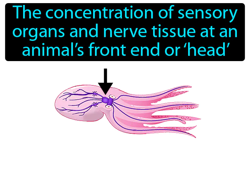 Cephalization Definition