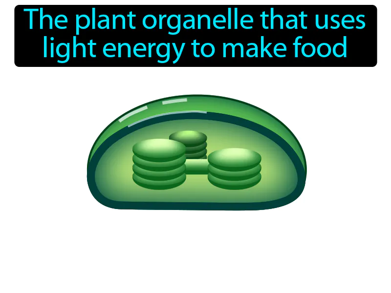 Chloroplast Definition