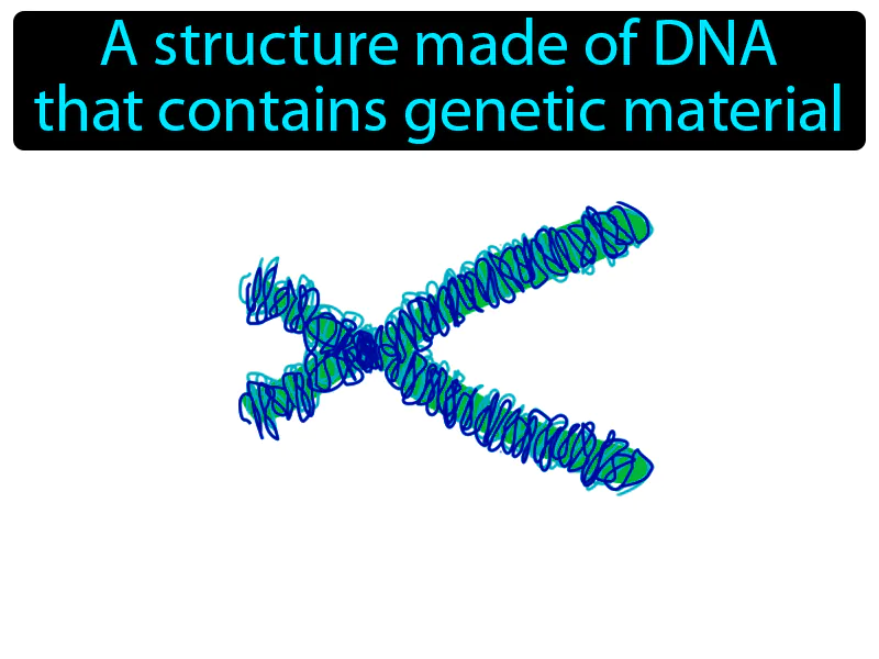 Chromosome Definition - Easy to Understand | GradesUp.gg