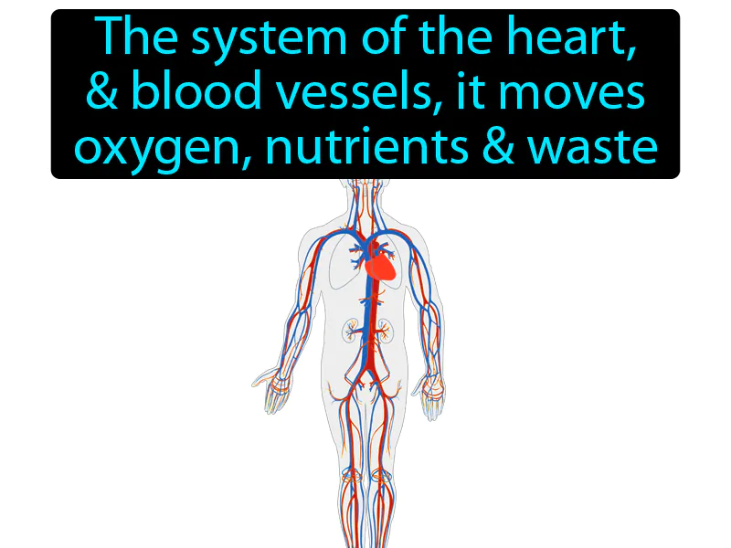 Circulatory System Definition