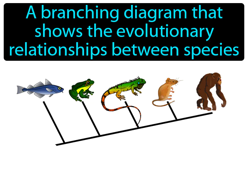 Cladogram Definition