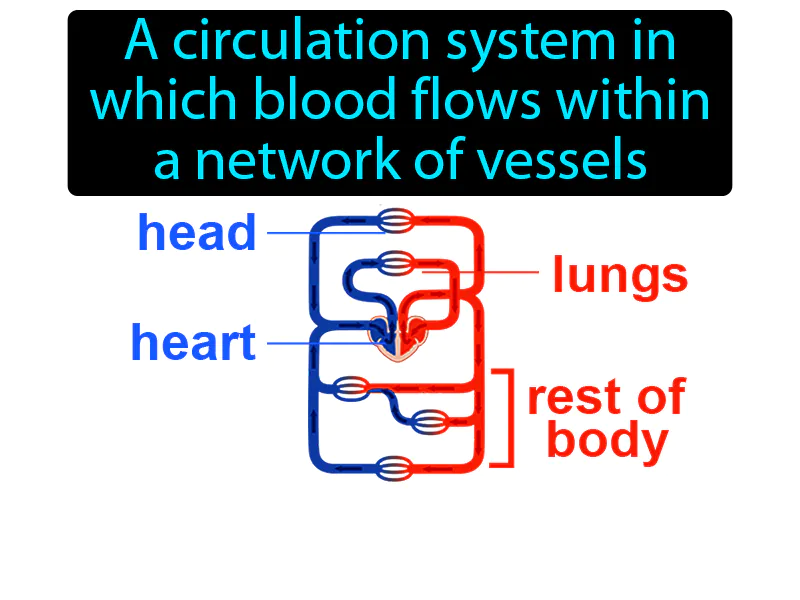 Closed Circulatory System Definition