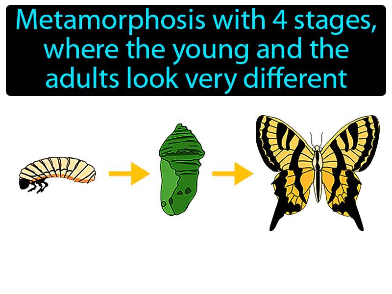 Complete Metamorphosis Definition - Easy to Understand | GradesUp.gg