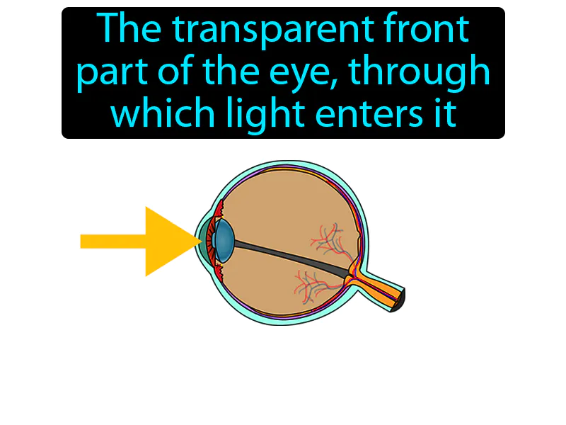 Cornea Definition - Easy to Understand | GradesUp.gg