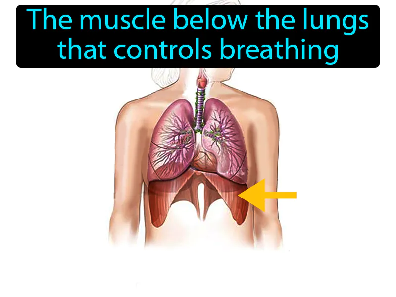 Diaphragm Definition - Easy to Understand | GradesUp.gg