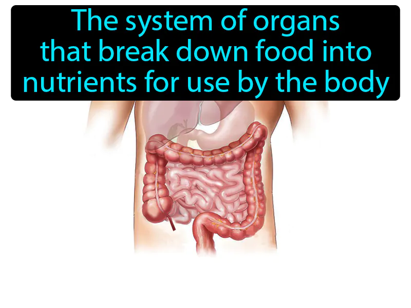 Digestive System Definition