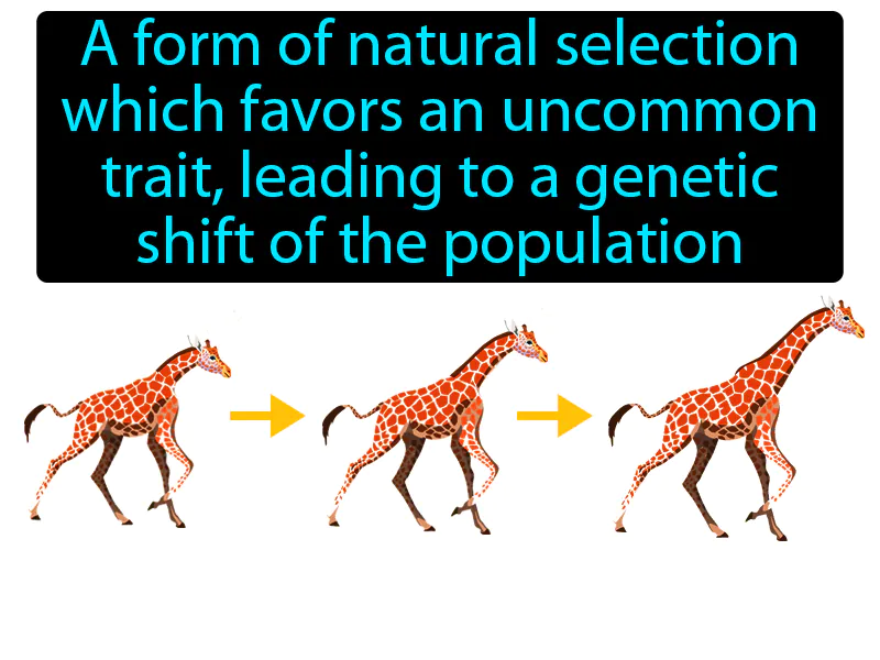 Directional Selection Definition - Easy to Understand