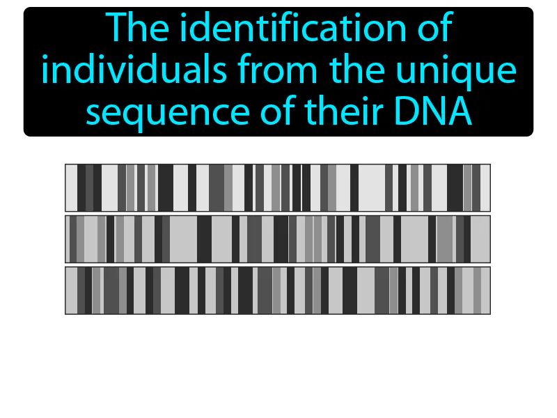 DNA Fingerprinting Definition - Easy to Understand | GradesUp.gg