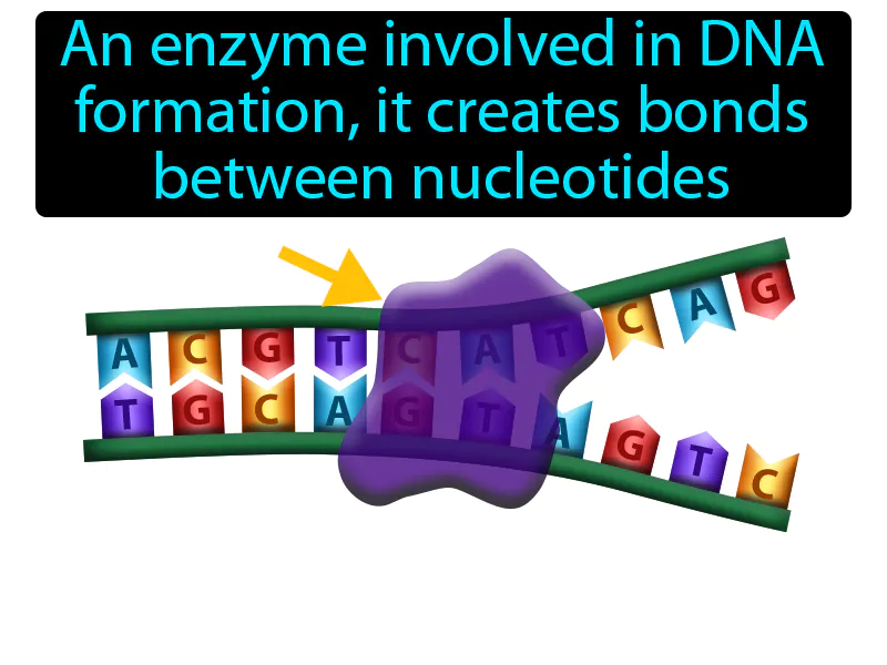 DNA Polymerase Definition - Easy to Understand | GradesUp.gg