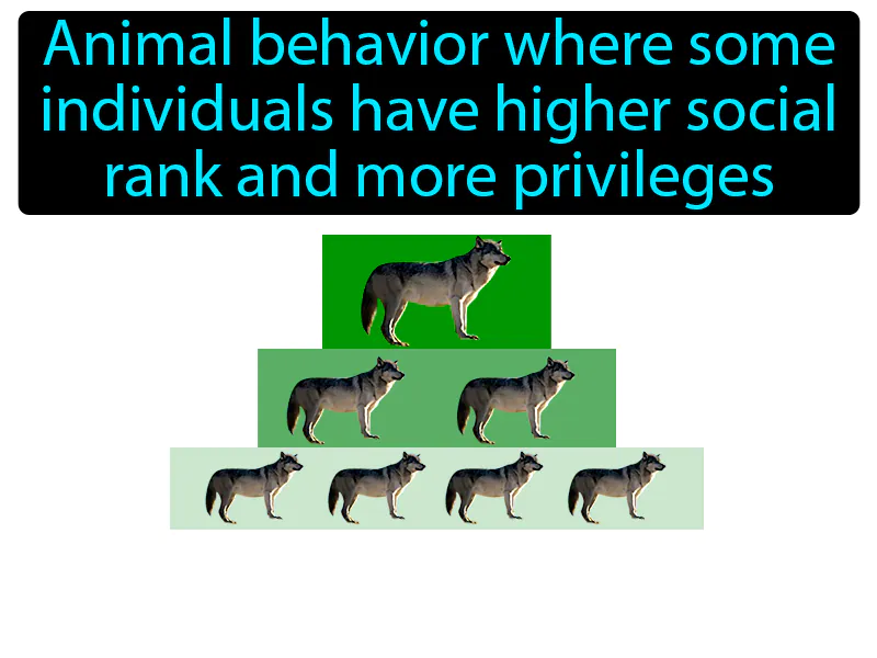 Dominance Hierarchy Definition - Easy to Understand | GradesUp.gg