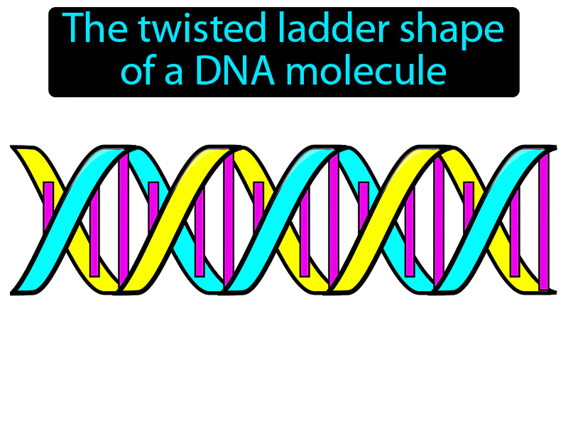 Double Helix Definition