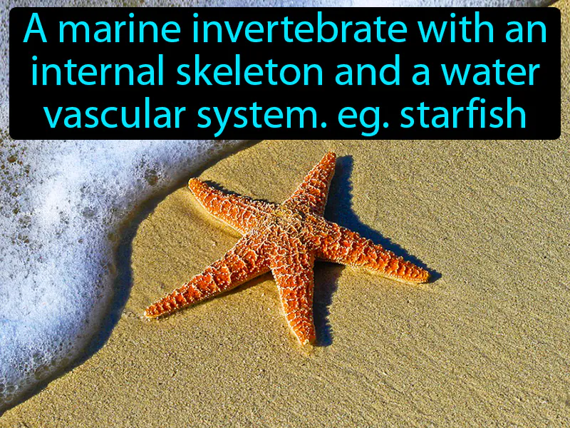 Echinoderm Definition