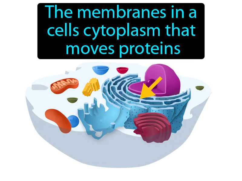 Endoplasmic Reticulum Definition - Easy to Understand | GradesUp.gg