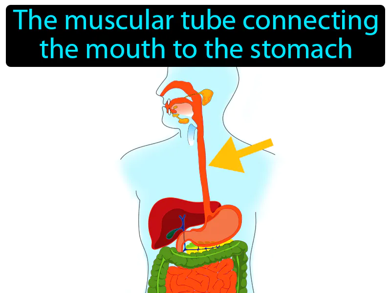 Esophagus Definition - Easy to Understand | GradesUp.gg