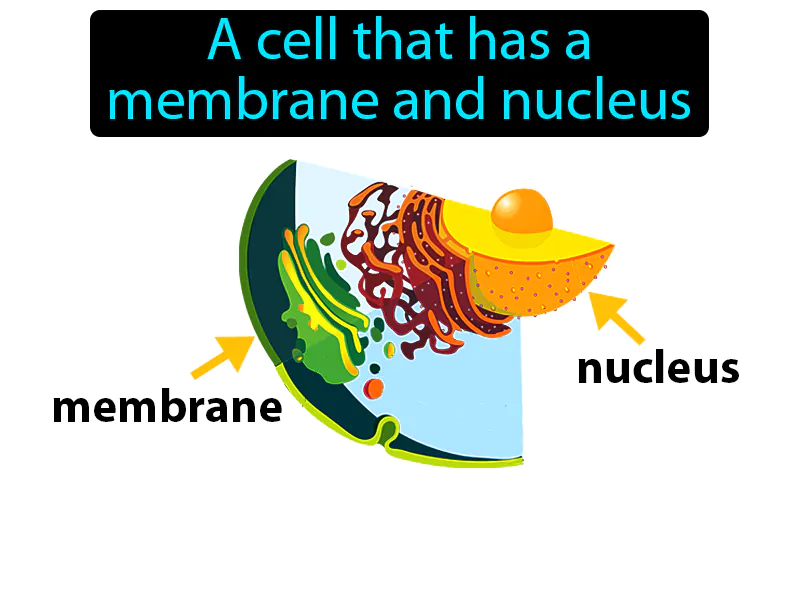 Eukaryote Definition - Easy to Understand | GradesUp.gg