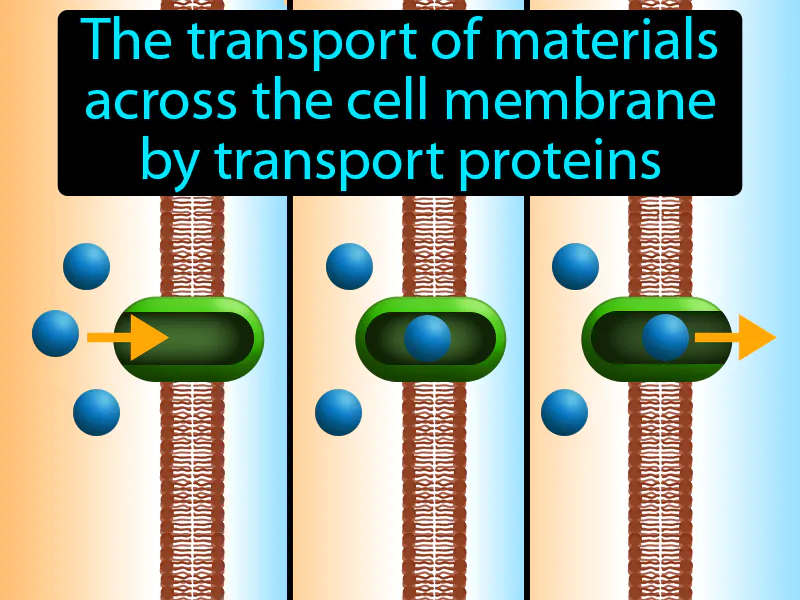 Facilitated Diffusion Definition - Easy to Understand | GradesUp.gg