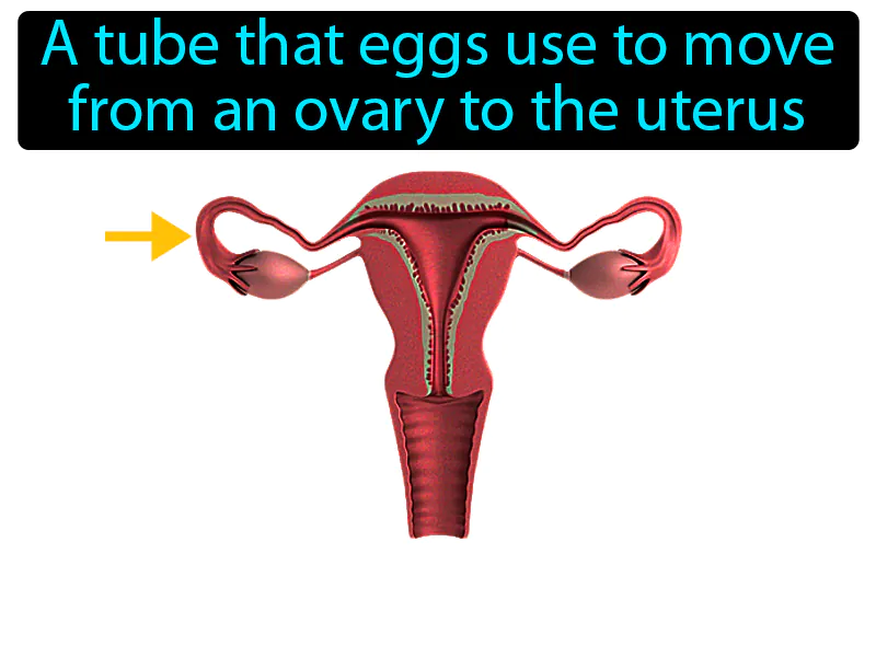 Fallopian Tube Definition - Easy to Understand | GradesUp.gg