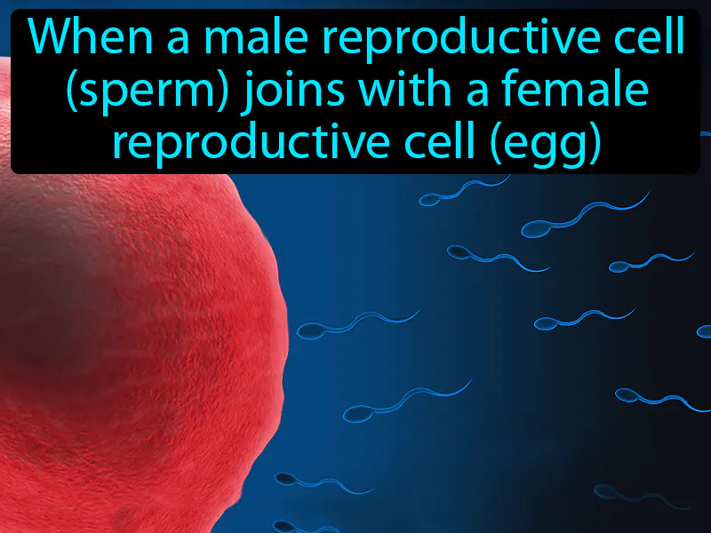 Fertilization Definition