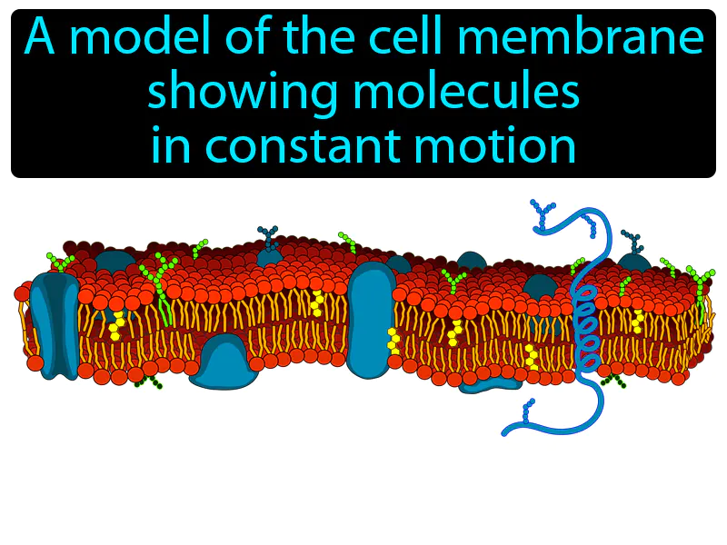 Fluid Mosaic Model Definition - Easy to Understand | GradesUp.gg