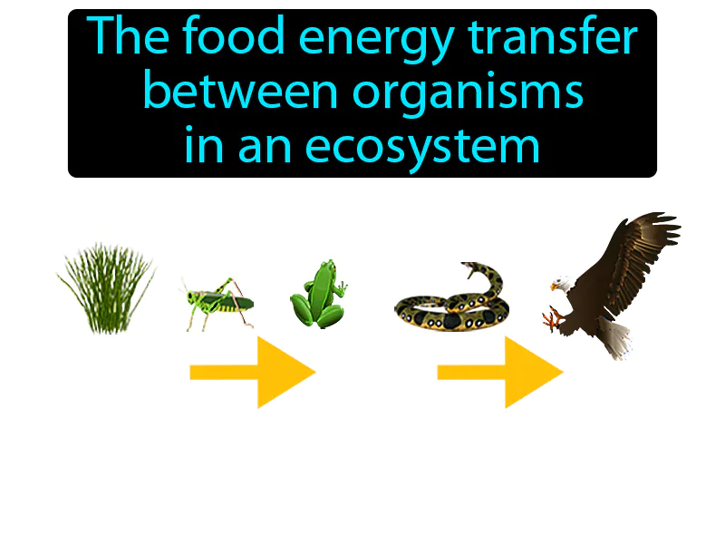 Food Chain Definition