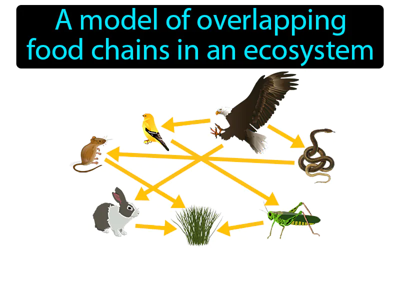 Food Web Definition