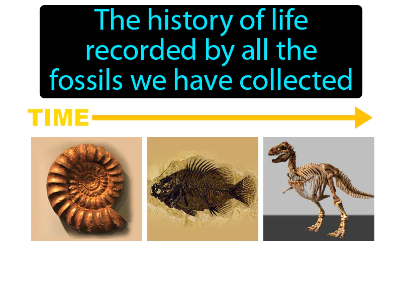 Fossil Record Definition - Easy to Understand | GradesUp.gg