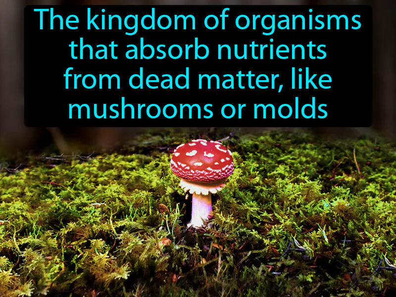 Fungi Definition - Easy to Understand | GradesUp.gg