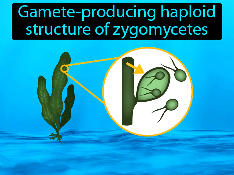 Gametangium Definition - Easy to Understand | GradesUp.gg