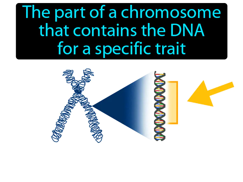 Gene Definition