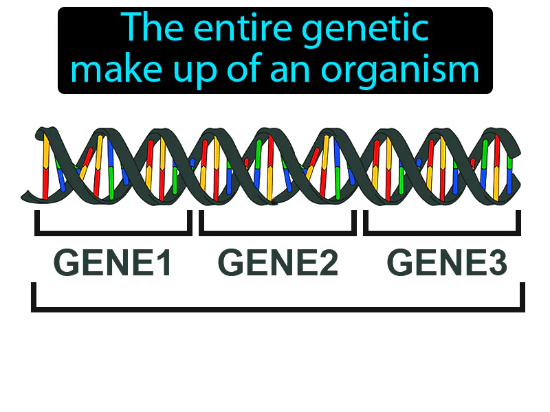 Genotype Definition - Easy to Understand | GradesUp.gg