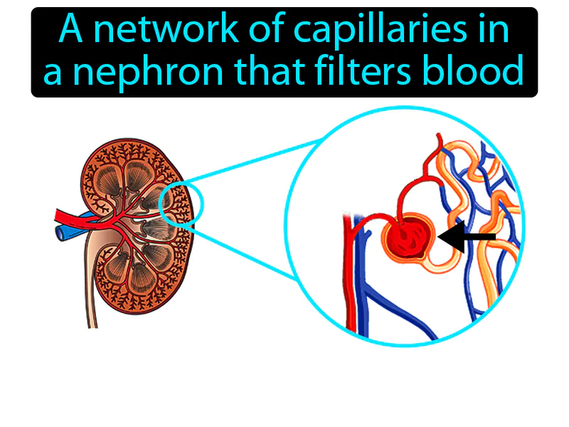 Glomerulus Definition