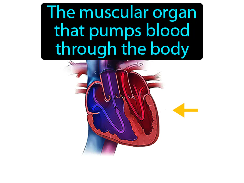 Heart Definition - Easy to Understand | GradesUp.gg